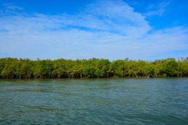 Mangrov ağaçları gelgit kıyılarının üzerinde yükselerek sakin su yolları boyunca yemyeşil bir duvar oluştururlar. Karmaşık kökleri ve hala yansımaları kıyı sulak ormanlarının doğal cazibesini ve çevresel önemini yansıtıyor..