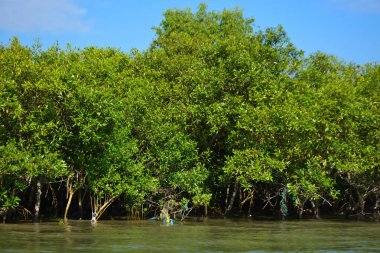 Mangrov ağaçları gelgit kıyılarının üzerinde yükselerek sakin su yolları boyunca yemyeşil bir duvar oluştururlar. Karmaşık kökleri ve hala yansımaları kıyı sulak ormanlarının doğal cazibesini ve çevresel önemini yansıtıyor..