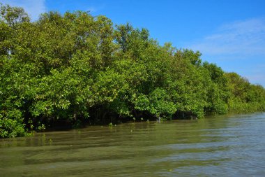Mangrov ağaçları gelgit kıyılarının üzerinde yükselerek sakin su yolları boyunca yemyeşil bir duvar oluştururlar. Karmaşık kökleri ve hala yansımaları kıyı sulak ormanlarının doğal cazibesini ve çevresel önemini yansıtıyor..