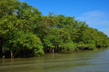 Mangrov ağaçları gelgit kıyılarının üzerinde yükselerek sakin su yolları boyunca yemyeşil bir duvar oluştururlar. Karmaşık kökleri ve hala yansımaları kıyı sulak ormanlarının doğal cazibesini ve çevresel önemini yansıtıyor..