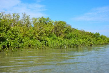 Mangrov ağaçları gelgit kıyılarının üzerinde yükselerek sakin su yolları boyunca yemyeşil bir duvar oluştururlar. Karmaşık kökleri ve hala yansımaları kıyı sulak ormanlarının doğal cazibesini ve çevresel önemini yansıtıyor..