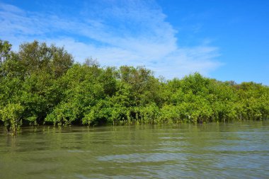 Mangrov ağaçları gelgit kıyılarının üzerinde yükselerek sakin su yolları boyunca yemyeşil bir duvar oluştururlar. Karmaşık kökleri ve hala yansımaları kıyı sulak ormanlarının doğal cazibesini ve çevresel önemini yansıtıyor..