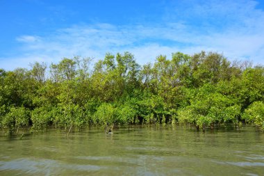 Mangrov ağaçları gelgit kıyılarının üzerinde yükselerek sakin su yolları boyunca yemyeşil bir duvar oluştururlar. Karmaşık kökleri ve hala yansımaları kıyı sulak ormanlarının doğal cazibesini ve çevresel önemini yansıtıyor..