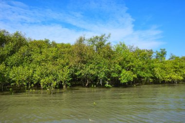 Mangrov ağaçları gelgit kıyılarının üzerinde yükselerek sakin su yolları boyunca yemyeşil bir duvar oluştururlar. Karmaşık kökleri ve hala yansımaları kıyı sulak ormanlarının doğal cazibesini ve çevresel önemini yansıtıyor..