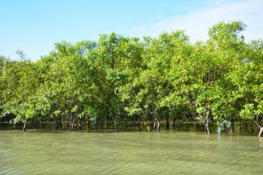 Mangrov ağaçları gelgit kıyılarının üzerinde yükselerek sakin su yolları boyunca yemyeşil bir duvar oluştururlar. Karmaşık kökleri ve hala yansımaları kıyı sulak ormanlarının doğal cazibesini ve çevresel önemini yansıtıyor..