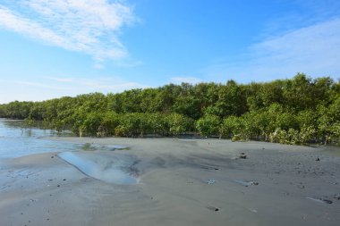 Mangrov ağaçları gelgit kıyılarının üzerinde yükselerek sakin su yolları boyunca yemyeşil bir duvar oluştururlar. Karmaşık kökleri ve hala yansımaları kıyı sulak ormanlarının doğal cazibesini ve çevresel önemini yansıtıyor..