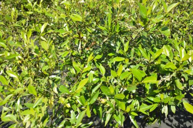 Mangrov ağaçları gelgit kıyılarının üzerinde yükselerek sakin su yolları boyunca yemyeşil bir duvar oluştururlar. Karmaşık kökleri ve hala yansımaları kıyı sulak ormanlarının doğal cazibesini ve çevresel önemini yansıtıyor..