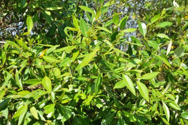 Mangrov ağaçları gelgit kıyılarının üzerinde yükselerek sakin su yolları boyunca yemyeşil bir duvar oluştururlar. Karmaşık kökleri ve hala yansımaları kıyı sulak ormanlarının doğal cazibesini ve çevresel önemini yansıtıyor..