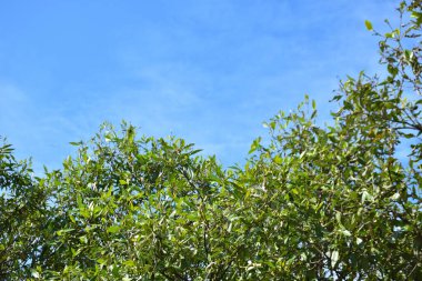 Mangrov ağaçları gelgit kıyılarının üzerinde yükselerek sakin su yolları boyunca yemyeşil bir duvar oluştururlar. Karmaşık kökleri ve hala yansımaları kıyı sulak ormanlarının doğal cazibesini ve çevresel önemini yansıtıyor..