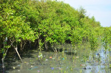 Gelişen mangrov ormanları ve doğal çamur tabakaları tarafından çerçevelenmiş sakin bir gelgit geçidi. Yeşil gölgelik ve yansıtıcı su tropikal mangrov ekosistemlerinin gücünü, güzelliğini ve ekolojik rolünü gösterir.