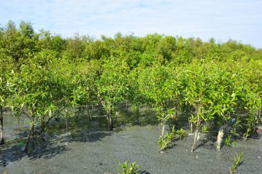 Gelişen mangrov ormanları ve doğal çamur tabakaları tarafından çerçevelenmiş sakin bir gelgit geçidi. Yeşil gölgelik ve yansıtıcı su tropikal mangrov ekosistemlerinin gücünü, güzelliğini ve ekolojik rolünü gösterir.