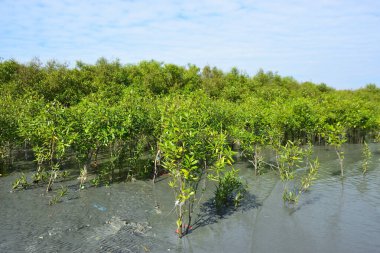 Gelişen mangrov ormanları ve doğal çamur tabakaları tarafından çerçevelenmiş sakin bir gelgit geçidi. Yeşil gölgelik ve yansıtıcı su tropikal mangrov ekosistemlerinin gücünü, güzelliğini ve ekolojik rolünü gösterir.