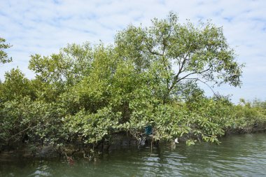 Gelişen mangrov ormanları ve doğal çamur tabakaları tarafından çerçevelenmiş sakin bir gelgit geçidi. Yeşil gölgelik ve yansıtıcı su tropikal mangrov ekosistemlerinin gücünü, güzelliğini ve ekolojik rolünü gösterir.