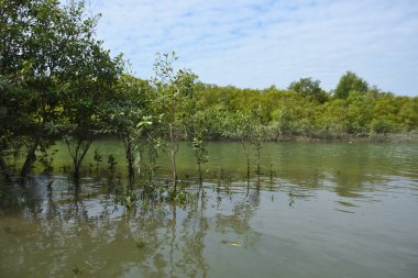 Gelişen mangrov ormanları ve doğal çamur tabakaları tarafından çerçevelenmiş sakin bir gelgit geçidi. Yeşil gölgelik ve yansıtıcı su tropikal mangrov ekosistemlerinin gücünü, güzelliğini ve ekolojik rolünü gösterir.