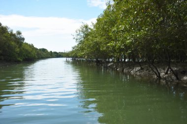 Parlak tropikal gökyüzü sık orman ve kök sistemleriyle çevrili sakin mangrov su yollarına yumuşak yansımalar yapıyor. Sahne, kıyı sulak alanlarının korunan doğasını ve zengin biyolojik çeşitliliğini vurguluyor..