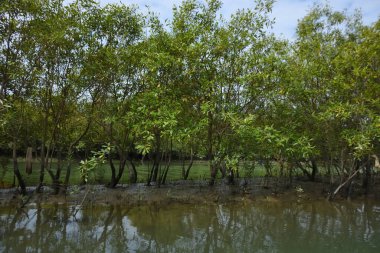 Parlak tropikal gökyüzü sık orman ve kök sistemleriyle çevrili sakin mangrov su yollarına yumuşak yansımalar yapıyor. Sahne, kıyı sulak alanlarının korunan doğasını ve zengin biyolojik çeşitliliğini vurguluyor..