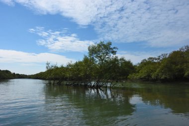Parlak tropikal gökyüzü sık orman ve kök sistemleriyle çevrili sakin mangrov su yollarına yumuşak yansımalar yapıyor. Sahne, kıyı sulak alanlarının korunan doğasını ve zengin biyolojik çeşitliliğini vurguluyor..