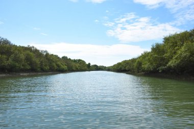 Parlak tropikal gökyüzü sık orman ve kök sistemleriyle çevrili sakin mangrov su yollarına yumuşak yansımalar yapıyor. Sahne, kıyı sulak alanlarının korunan doğasını ve zengin biyolojik çeşitliliğini vurguluyor..