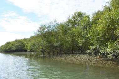 Parlak tropikal gökyüzü sık orman ve kök sistemleriyle çevrili sakin mangrov su yollarına yumuşak yansımalar yapıyor. Sahne, kıyı sulak alanlarının korunan doğasını ve zengin biyolojik çeşitliliğini vurguluyor..