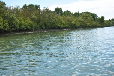 Parlak tropikal gökyüzü sık orman ve kök sistemleriyle çevrili sakin mangrov su yollarına yumuşak yansımalar yapıyor. Sahne, kıyı sulak alanlarının korunan doğasını ve zengin biyolojik çeşitliliğini vurguluyor..