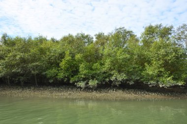 Parlak tropikal gökyüzü sık orman ve kök sistemleriyle çevrili sakin mangrov su yollarına yumuşak yansımalar yapıyor. Sahne, kıyı sulak alanlarının korunan doğasını ve zengin biyolojik çeşitliliğini vurguluyor..