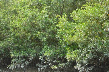 Parlak tropikal gökyüzü sık orman ve kök sistemleriyle çevrili sakin mangrov su yollarına yumuşak yansımalar yapıyor. Sahne, kıyı sulak alanlarının korunan doğasını ve zengin biyolojik çeşitliliğini vurguluyor..