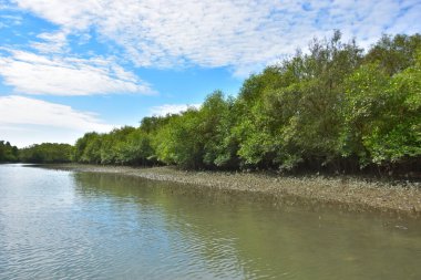 Güneşli mangrov ormanları gelgit dereleri boyunca uzanarak pitoresk bir su koridoru oluştururlar. Yeşil gölgelik, kök ağları ve sakin su yüzeyi tropikal sulak alanların dayanıklılığını ve biyolojik çeşitliliğini vurgular.