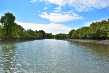 Güneşli mangrov ormanları gelgit dereleri boyunca uzanarak pitoresk bir su koridoru oluştururlar. Yeşil gölgelik, kök ağları ve sakin su yüzeyi tropikal sulak alanların dayanıklılığını ve biyolojik çeşitliliğini vurgular.
