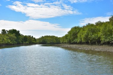 Güneşli mangrov ormanları gelgit dereleri boyunca uzanarak pitoresk bir su koridoru oluştururlar. Yeşil gölgelik, kök ağları ve sakin su yüzeyi tropikal sulak alanların dayanıklılığını ve biyolojik çeşitliliğini vurgular.