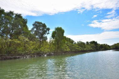 Güneşli mangrov ormanları gelgit dereleri boyunca uzanarak pitoresk bir su koridoru oluştururlar. Yeşil gölgelik, kök ağları ve sakin su yüzeyi tropikal sulak alanların dayanıklılığını ve biyolojik çeşitliliğini vurgular.