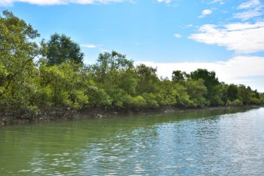 Güneşli mangrov ormanları gelgit dereleri boyunca uzanarak pitoresk bir su koridoru oluştururlar. Yeşil gölgelik, kök ağları ve sakin su yüzeyi tropikal sulak alanların dayanıklılığını ve biyolojik çeşitliliğini vurgular.