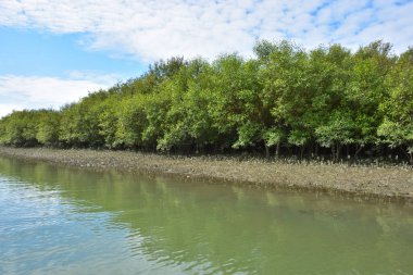 Güneşli mangrov ormanları gelgit dereleri boyunca uzanarak pitoresk bir su koridoru oluştururlar. Yeşil gölgelik, kök ağları ve sakin su yüzeyi tropikal sulak alanların dayanıklılığını ve biyolojik çeşitliliğini vurgular.