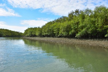 Güneşli mangrov ormanları gelgit dereleri boyunca uzanarak pitoresk bir su koridoru oluştururlar. Yeşil gölgelik, kök ağları ve sakin su yüzeyi tropikal sulak alanların dayanıklılığını ve biyolojik çeşitliliğini vurgular.