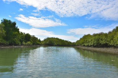 Güneşli mangrov ormanları gelgit dereleri boyunca uzanarak pitoresk bir su koridoru oluştururlar. Yeşil gölgelik, kök ağları ve sakin su yüzeyi tropikal sulak alanların dayanıklılığını ve biyolojik çeşitliliğini vurgular.