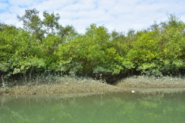 Güneşli mangrov ormanları gelgit dereleri boyunca uzanarak pitoresk bir su koridoru oluştururlar. Yeşil gölgelik, kök ağları ve sakin su yüzeyi tropikal sulak alanların dayanıklılığını ve biyolojik çeşitliliğini vurgular.