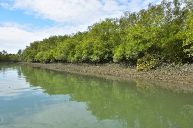 Güneşli mangrov ormanları gelgit dereleri boyunca uzanarak pitoresk bir su koridoru oluştururlar. Yeşil gölgelik, kök ağları ve sakin su yüzeyi tropikal sulak alanların dayanıklılığını ve biyolojik çeşitliliğini vurgular.