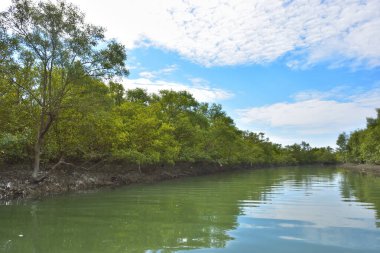 Güneşli mangrov ormanları gelgit dereleri boyunca uzanarak pitoresk bir su koridoru oluştururlar. Yeşil gölgelik, kök ağları ve sakin su yüzeyi tropikal sulak alanların dayanıklılığını ve biyolojik çeşitliliğini vurgular.