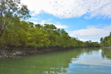 Güneşli mangrov ormanları gelgit dereleri boyunca uzanarak pitoresk bir su koridoru oluştururlar. Yeşil gölgelik, kök ağları ve sakin su yüzeyi tropikal sulak alanların dayanıklılığını ve biyolojik çeşitliliğini vurgular.