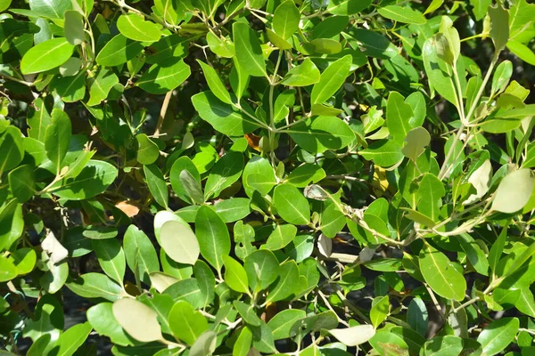 Mangrov ağaçları gelgit kıyılarının üzerinde yükselerek sakin su yolları boyunca yemyeşil bir duvar oluştururlar. Karmaşık kökleri ve hala yansımaları kıyı sulak ormanlarının doğal cazibesini ve çevresel önemini yansıtıyor..