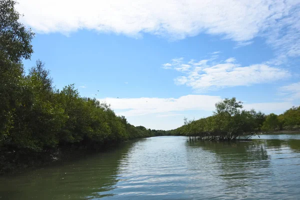 Parlak tropikal gökyüzü sık orman ve kök sistemleriyle çevrili sakin mangrov su yollarına yumuşak yansımalar yapıyor. Sahne, kıyı sulak alanlarının korunan doğasını ve zengin biyolojik çeşitliliğini vurguluyor..