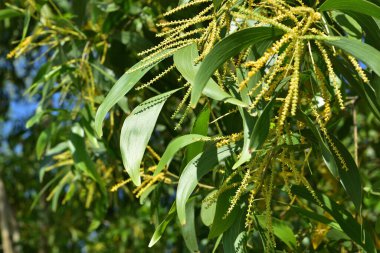 Açık mavi gökyüzünde büyüyen taze yeşil yapraklı sarı ağaç dalları. Büyümeyi, doğal güzelliği, tazeliği ve açık hava ortamını temsil eden parlak tropik bitki sahnesi.