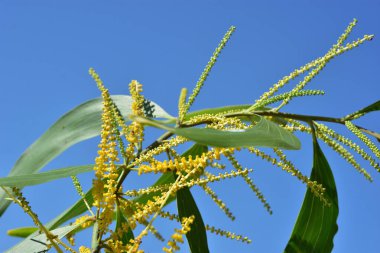 Açık mavi gökyüzünde büyüyen taze yeşil yapraklı sarı ağaç dalları. Büyümeyi, doğal güzelliği, tazeliği ve açık hava ortamını temsil eden parlak tropik bitki sahnesi.