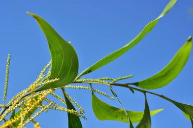 Açık mavi gökyüzünde büyüyen taze yeşil yapraklı sarı ağaç dalları. Büyümeyi, doğal güzelliği, tazeliği ve açık hava ortamını temsil eden parlak tropik bitki sahnesi.