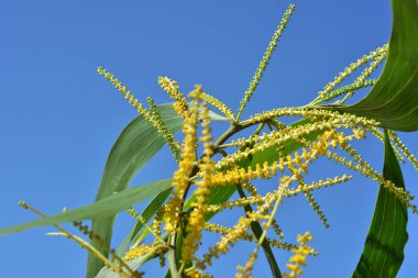 Açık mavi gökyüzünde büyüyen taze yeşil yapraklı sarı ağaç dalları. Büyümeyi, doğal güzelliği, tazeliği ve açık hava ortamını temsil eden parlak tropik bitki sahnesi.