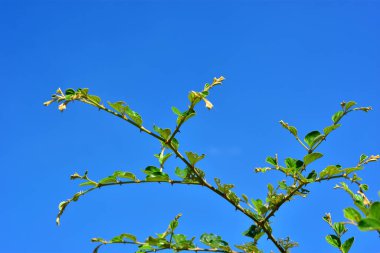 Taze yeşil ağaç dalları ve açık mavi gökyüzünde büyüyen taze yapraklar. Büyümeyi, tazeliği, çevreyi ve barışçıl tropikal doğayı temsil eden doğal açık hava sahnesi.