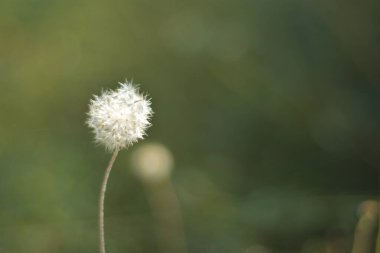 Narin beyaz karahindiba tohumu başı yumuşak yeşil bir arka planda tek başına duruyor. Sadelik, sakinlik, özgürlük, kırılganlık ve barışçıl açık hava atmosferini simgeleyen minimum doğal ortam..
