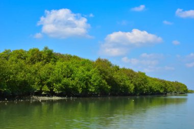 Sakin bir nehir, yoğun bir mangrov ormanının yanında, parlak mavi bir gökyüzünün altında, suyun üzerinde net yansımalarla akar. Huzurlu doğal manzara, gün ışığında sessiz bir açık havada çekilir..