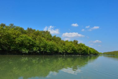 Sakin bir nehir, yoğun bir mangrov ormanının yanında, parlak mavi bir gökyüzünün altında, suyun üzerinde net yansımalarla akar. Huzurlu doğal manzara, gün ışığında sessiz bir açık havada çekilir..