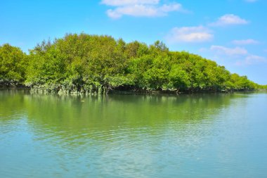 Sakin bir nehir, yoğun bir mangrov ormanının yanında, parlak mavi bir gökyüzünün altında, suyun üzerinde net yansımalarla akar. Huzurlu doğal manzara, gün ışığında sessiz bir açık havada çekilir..