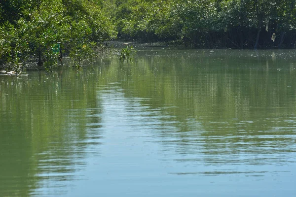 Sakin bir nehir, yoğun bir mangrov ormanının yanında, parlak mavi bir gökyüzünün altında, suyun üzerinde net yansımalarla akar. Huzurlu doğal manzara, gün ışığında sessiz bir açık havada çekilir..